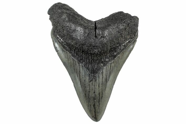 Serrated, Fossil Megalodon Tooth - South Carolina #325733